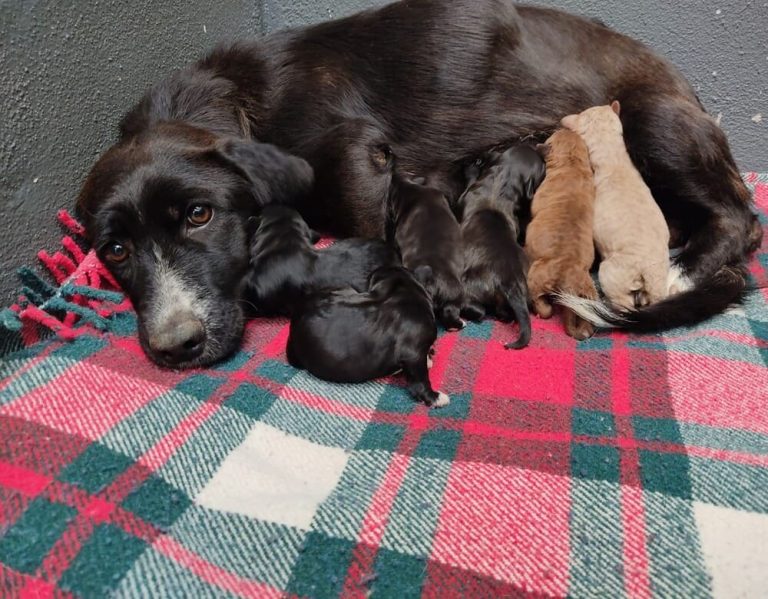 Os cachorros arroxados nun colector en Sanxenxo recupéranse no CAAN da Deputación