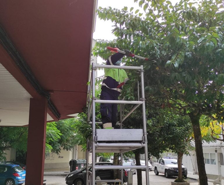 O Concello comeza a poda para acondicionar as árbores das zonas verdes e rúas de Ponteareas