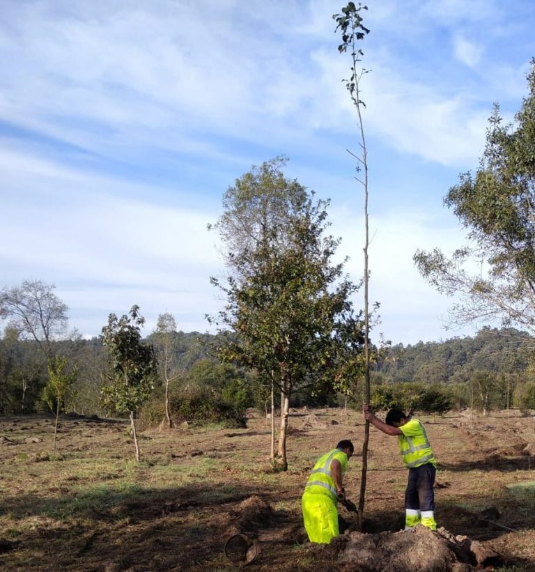 Replantación de especies autóctonas en Salvaterra a través do proxecto “Visit Río Minho”