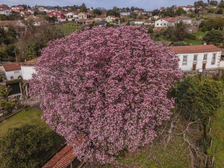 O Rosal quere converter o Magnolia Soulangeana de San Miguel de Tabagón en árbore senlleira