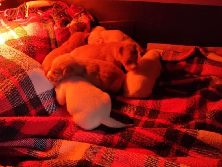O CAAN da Deputación rescata a sete cachorros arroxados a dous colectores
