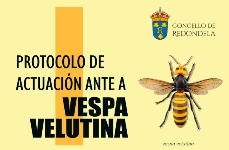 O Concello de Redondela inicia unha campaña informativa sobre o protocolo de actuación fronte a vespa velutina