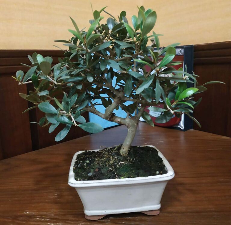 “Lembra as túas raíces”, lenda do bonsai agasallado pola Red de Juderías ao Concello de Tui