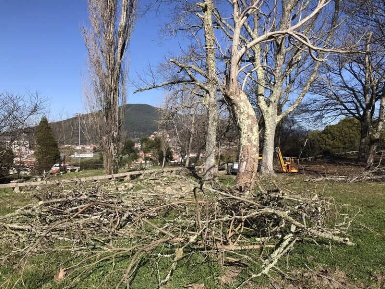 O Concello da Guarda inicia a poda e revisión de especies arbóreas en parques públicos do municipio