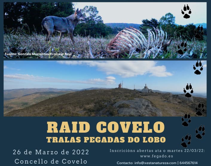 Centos de deportistas percorrerán Covelo no raid de orientación “Tralas pegadas do lobo”