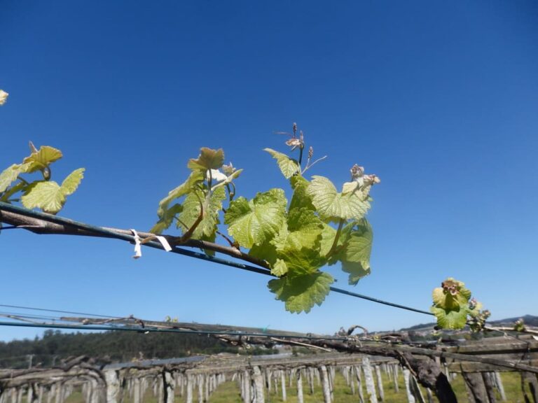 Areeiro aconsella a vixilancia das viñas polas condicións climatolóxicas