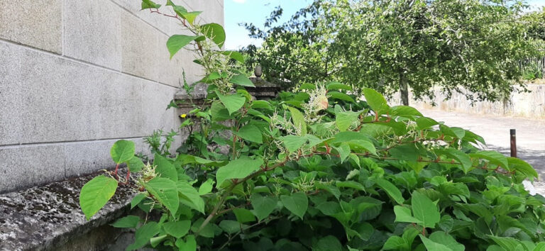 A Xunta licita a eliminación da ‘Fallopia japonica’ nas Gándaras de Budiño, no Porriño