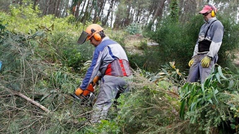 O Concello da Cañiza recorda a obriga de mantes as parcelas limpas