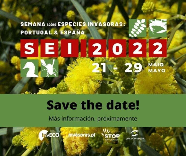 Oia acollerá accións contra a herba da pampa na Semana Ibérica sobre Especies Invasoras