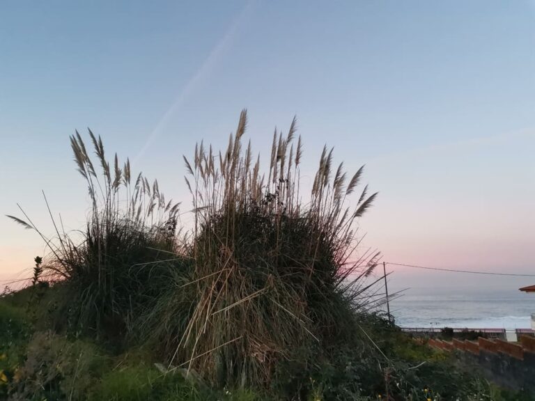 Concello de Oia e Galicia Ambiental conciencian sobre os perigos das especies invasoras