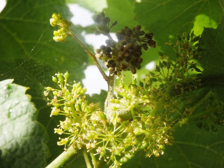 Areeiro recomenda a realización das labores de cultivo das viñas para garantir a súa aireación