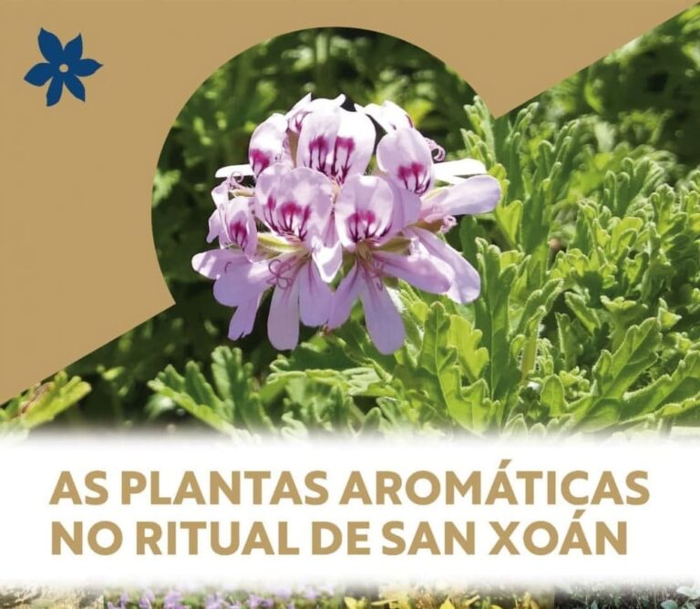 Recolle as plantas aromáticas típicas de San Xoán co Concello de Ponteareas