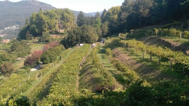 A Deputación abre a poxa para a explotación comercial da uva do Castelo de Soutomaior