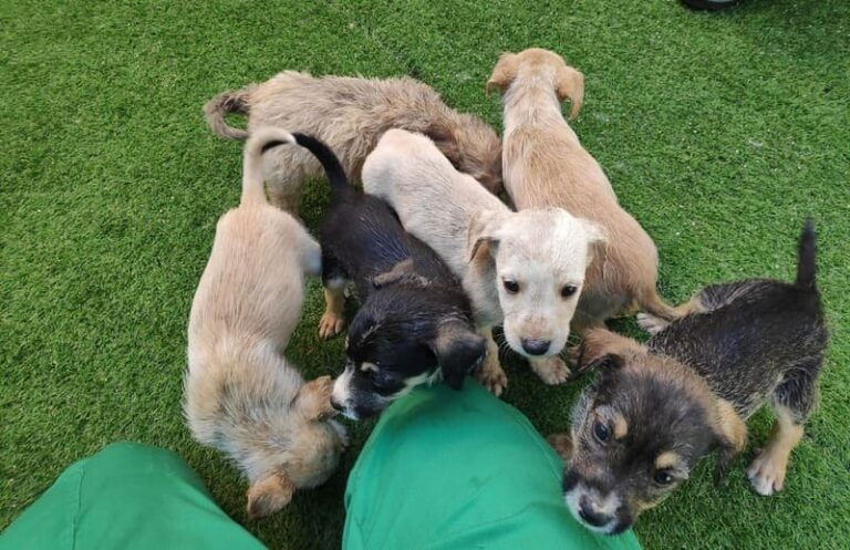 O CAAN rescata quince cachorros en 48 horas