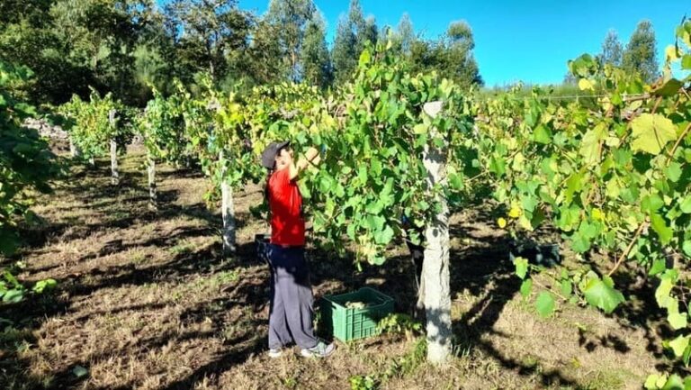 A vendima na finca do Castelo de Soutomaior desborda as previsións inciais de recollida de uva