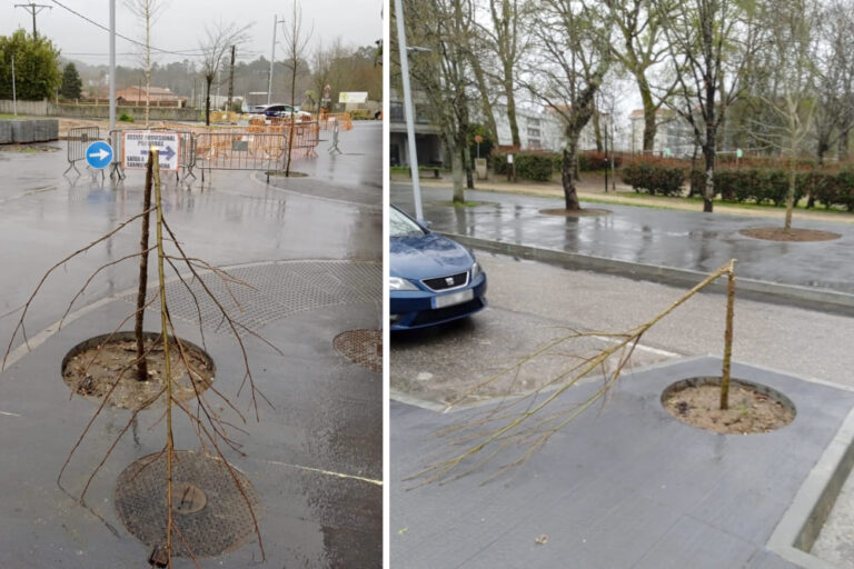 A Policía Local e a Garda Civil identifican ao autor dos estragos en varias árbores nas obras do camiño escolar en Ponteareas