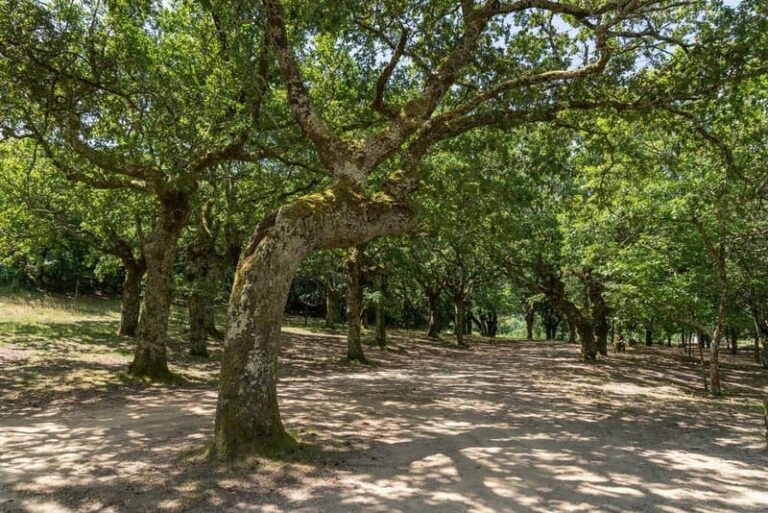 “Bosques Terapéuticos” este domingo na contorna da Carballeira de San Xusto