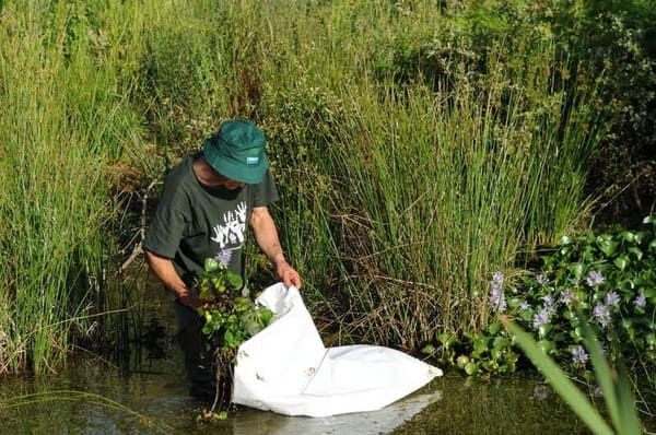 Voluntariado no río Tea para o control de especies invasoras