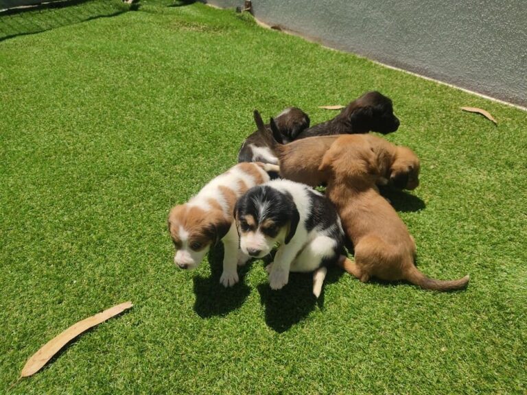 O CAAN da Deputación rescata seis cachorros arroxados a un colector de lixo en Moraña