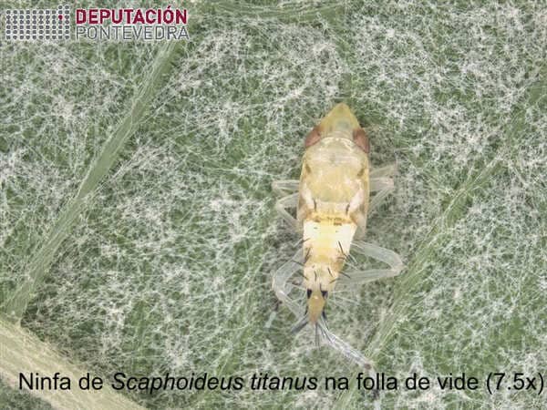 Areeiro informa da necesidade de tratar os viñedos ante a expansión da flavescencia dourada