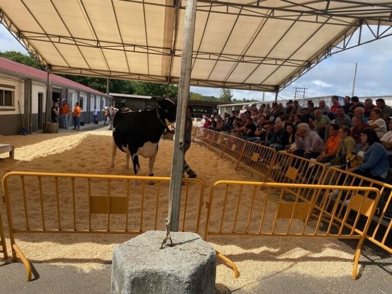 Éxito da primeira poxa pública de gando vacún da Finca Mouriscade