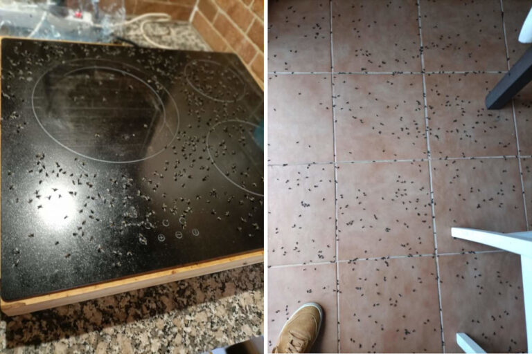 O PSOE de Tomiño esixe solucións ante a praga de moscas que invaden as parroquias e que supón “un grave problema de saúde”