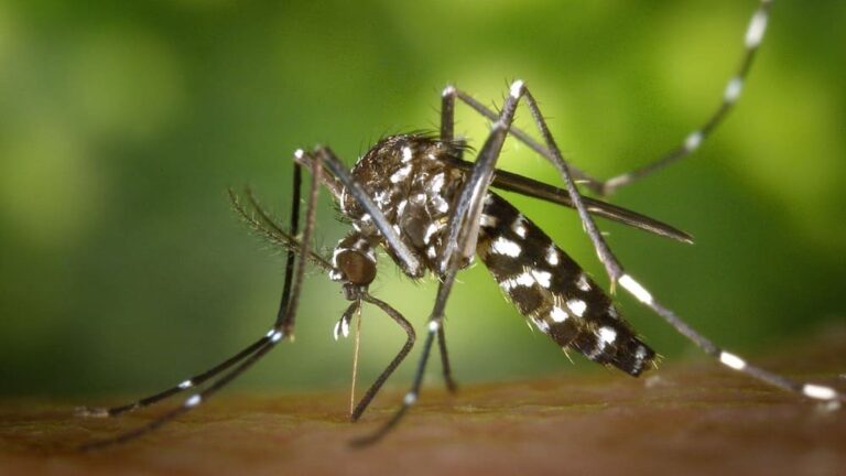 A Xunta lembra as pautas a seguir nos cemiterios para evitar a proliferación do mosquito tigre