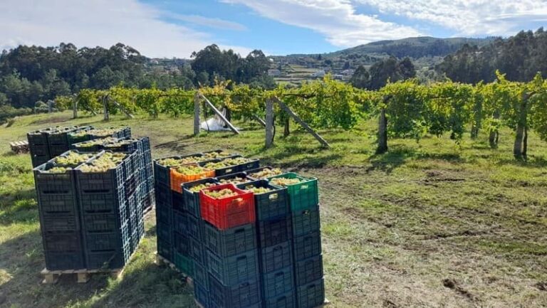 Recollidos preto de 17.000 quilos de uva na vendima de Soutomaior