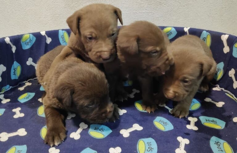 A Xunta realiza unha achega ao CAAN para a identificación, vacinación e esterilizacións dos cans