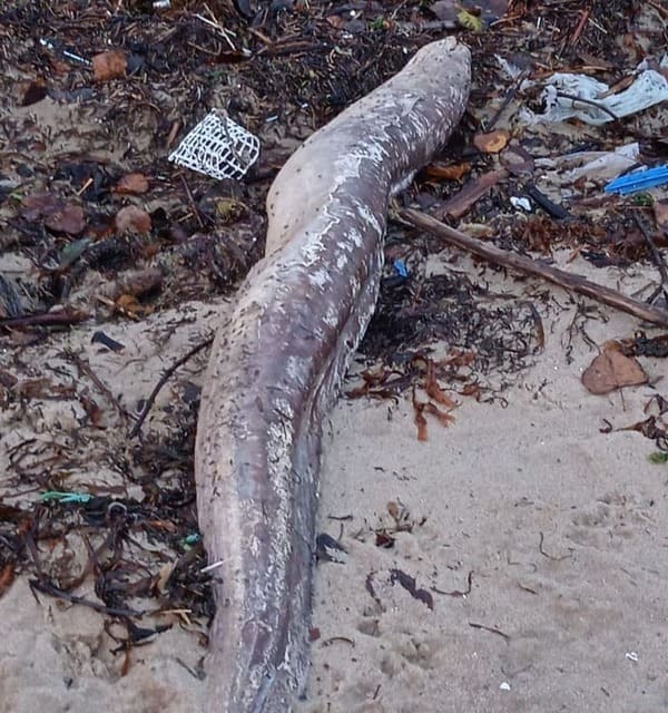 Os últimos temporais arrastran congrios mortos á praia de Cesantes