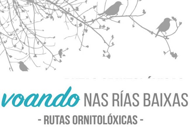 A Deputación abre hoxe o prazo de inscrición para a segunda ruta ornitolóxica ‘Voando nas Rías Baixas’