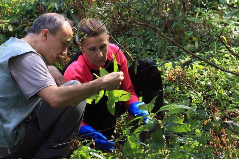 O Porriño busca voluntarios para a plantación de árbores nas beiras do río Couso