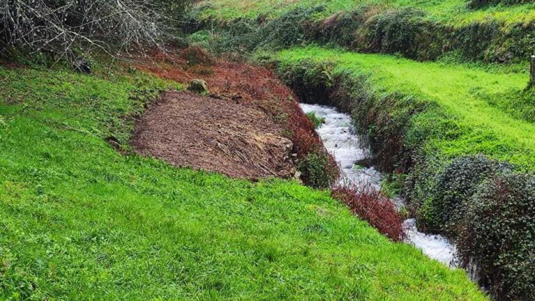 A Confederación Hidrográfica do Miño-Sil levará a cabo a eliminación de especies coma o bambú no río Furnia en Tui