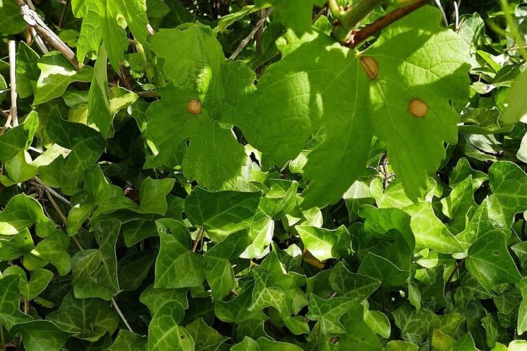 A Deputación recomenda manter un alto nivel de vixilancia das viñas ante a presenza dos primeiros síntomas de black rot