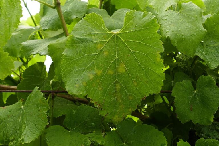 A Deputación aconsella renovar o antes posible a protección contra o mildio e o black rot